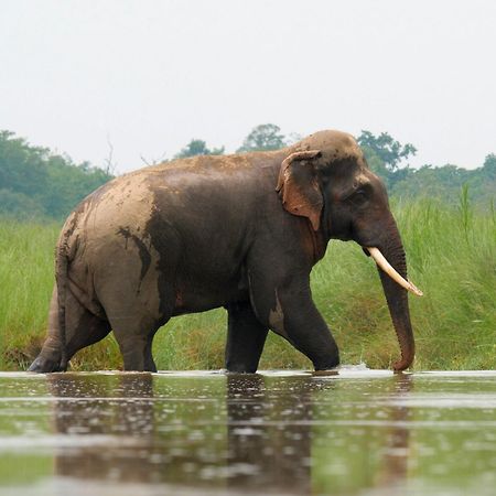 Hotel Family House - Bardia National Park Bardiya Zewnętrze zdjęcie