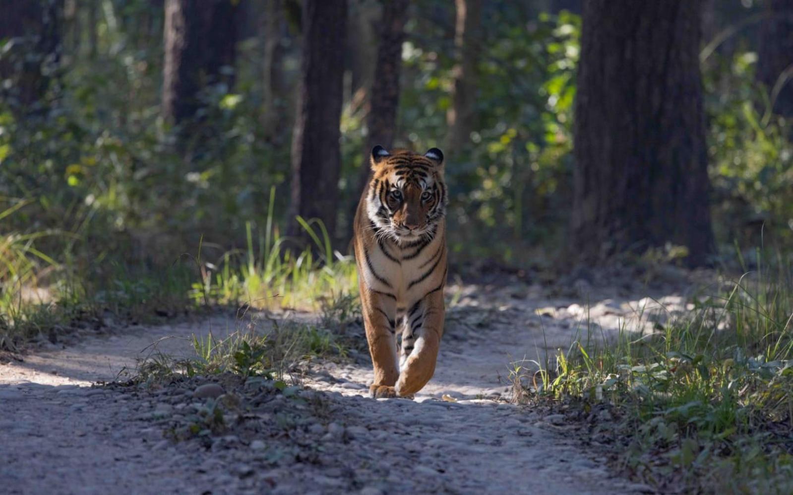 Hotel Family House - Bardia National Park Bardiya Zewnętrze zdjęcie