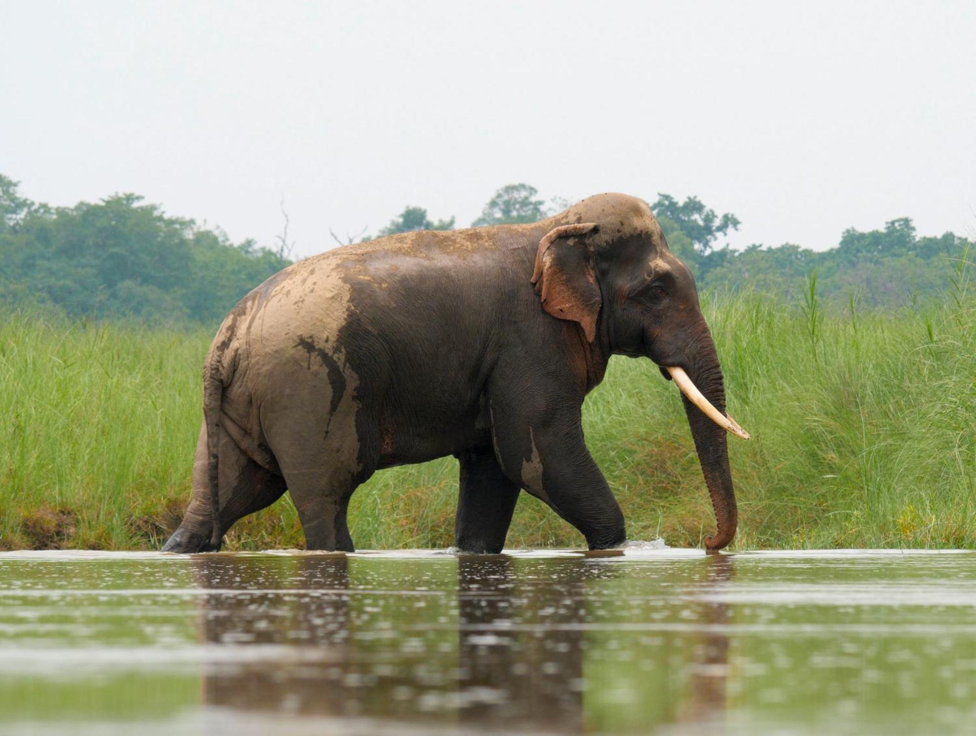 Hotel Family House - Bardia National Park Bardiya Zewnętrze zdjęcie